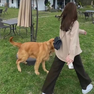 离婚后首富成了我的追求者